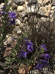 Scutellaria drummondii