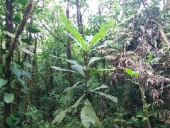 Cespedesia
