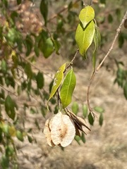 Pteleopsis myrtifolia