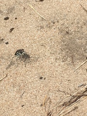 Cicindela