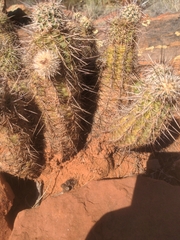 Echinocereus