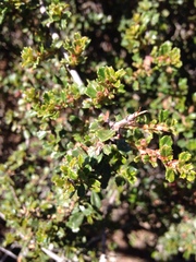 Ceanothus rigidus