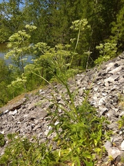 Aulacospermum anomalum