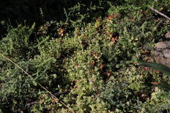 Troglophyton parvulum