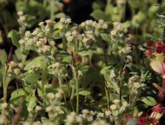 Troglophyton parvulum