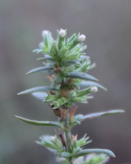 Micromeria graeca graeca