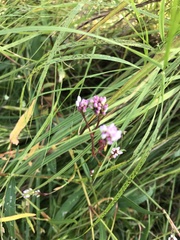 Persicaria hastatosagittata