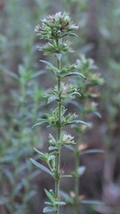 Micromeria graeca graeca