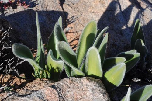 Shaggy Bloodlily (Haemanthus dasyphyllus)