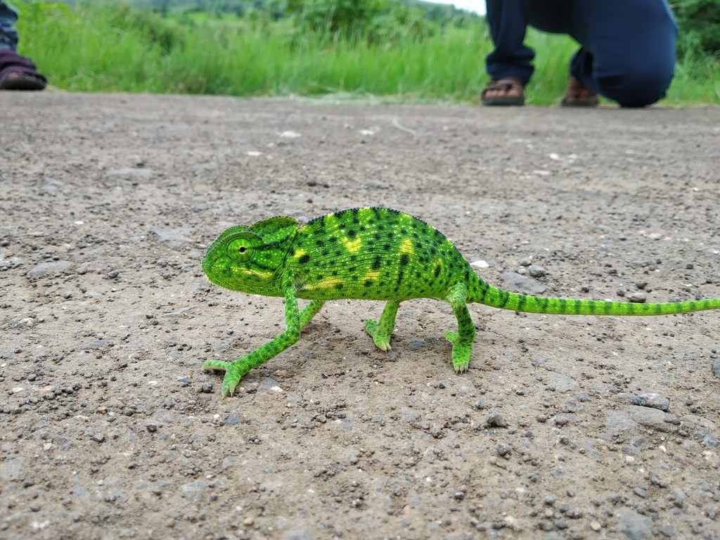 Asian Chameleon