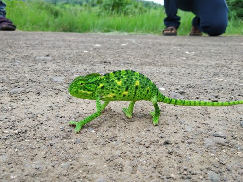 Asian Chameleon