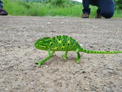 Indian Chameleon photo 4