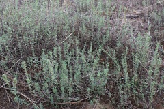 Micromeria graeca graeca