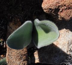 Haemanthus dasyphyllus