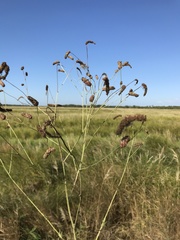 Sanguisorba parviflora