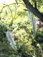 Sanguisorba parviflora
