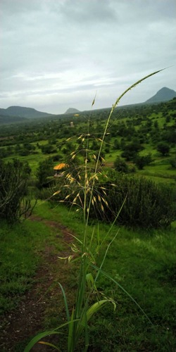Image of Chrysopogon fulvus by no rights reserved