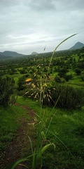Chrysopogon fulvus