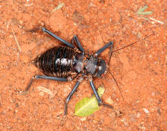Acanthoplus discoidalis