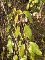 Pteleopsis myrtifolia