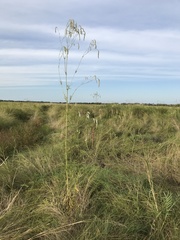 Sanguisorba parviflora