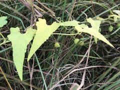 Actinostemma tenerum