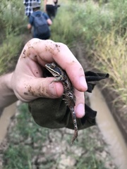 Rana amurensis