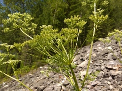 Aulacospermum anomalum