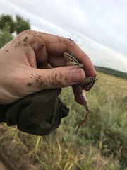 Rana amurensis