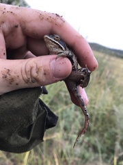 Rana amurensis