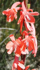 Watsonia wilmaniae