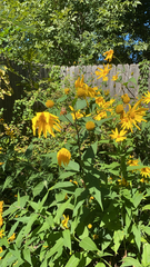Helianthus tuberosus