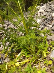 Aulacospermum anomalum