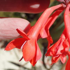 Watsonia wilmaniae