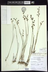 Juncus × nodosiformis