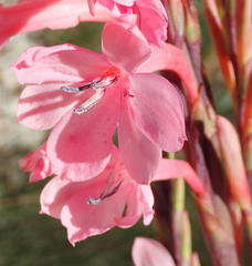 Watsonia wilmaniae