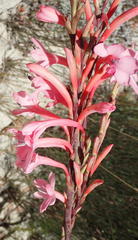 Watsonia wilmaniae