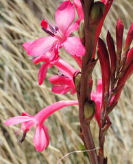 Watsonia wilmaniae