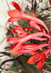 Watsonia wilmaniae