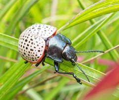 Doryphora paykulli