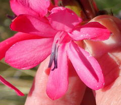 Watsonia wilmaniae