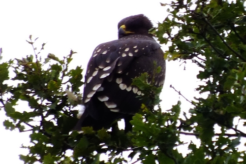 Águila moteada (Clanga clanga)
