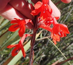 Watsonia wilmaniae