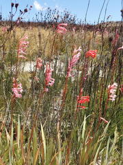Watsonia wilmaniae