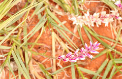 Hermbstaedtia fleckii