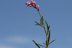 Hermbstaedtia fleckii