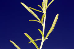 Hermbstaedtia fleckii