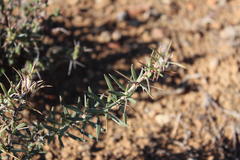 Pachypodium