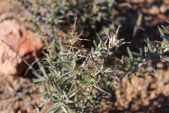 Pachypodium