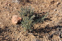 Pachypodium